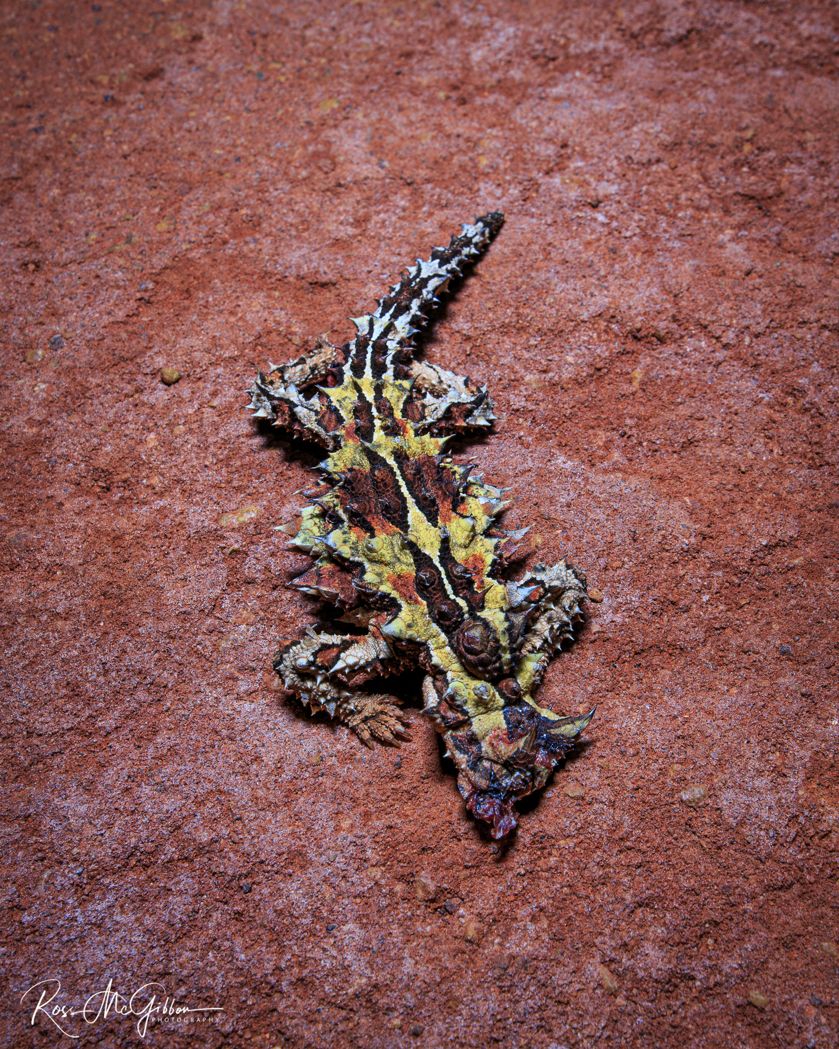 Road-killed Thorny Devil (Moloch horridus) lying on red dirt in Western Australia.