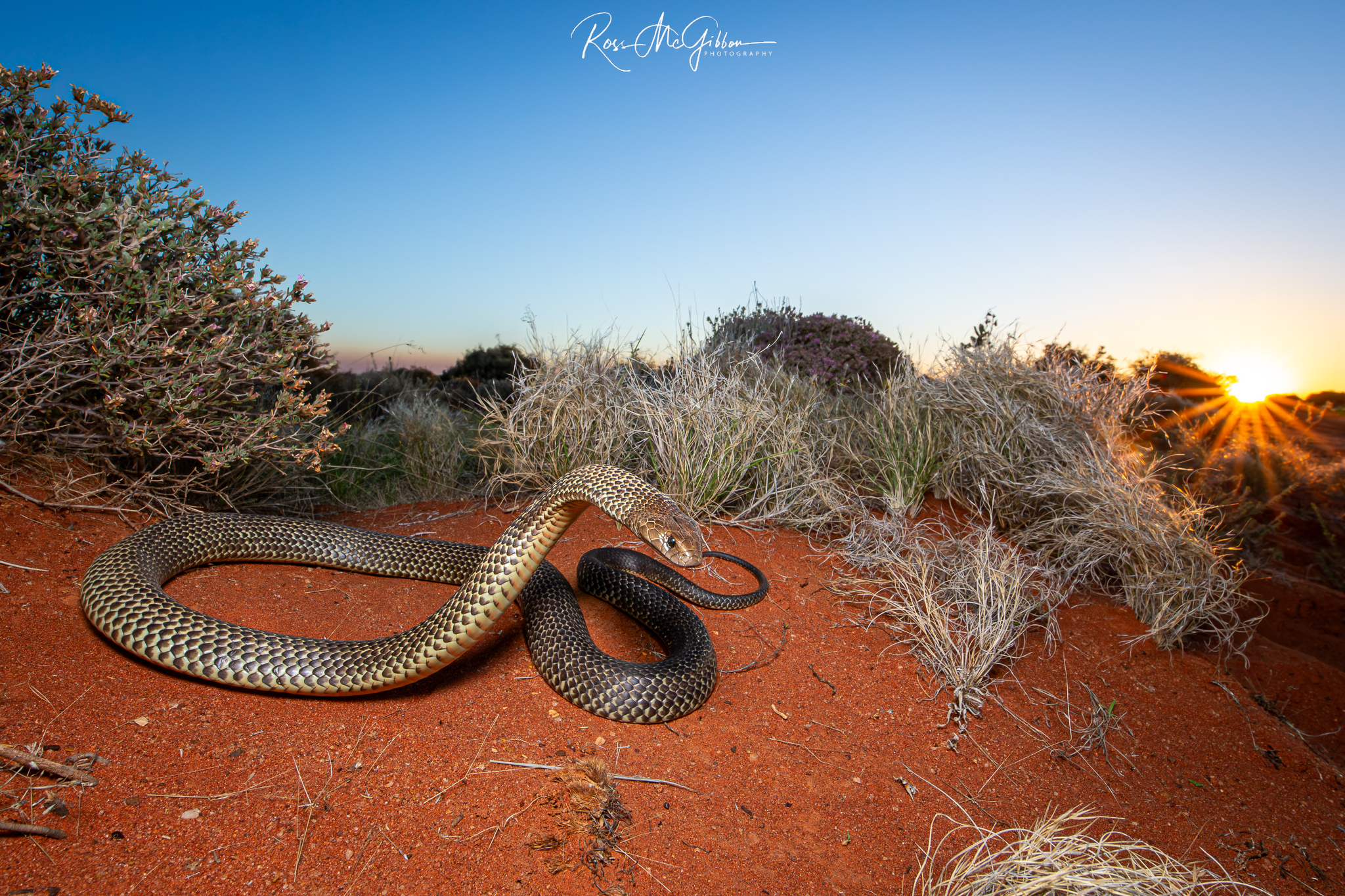 Mulga Snake (Pseudechis australis) coiled on red sand in the Great Victoria Desert, Western Australia.