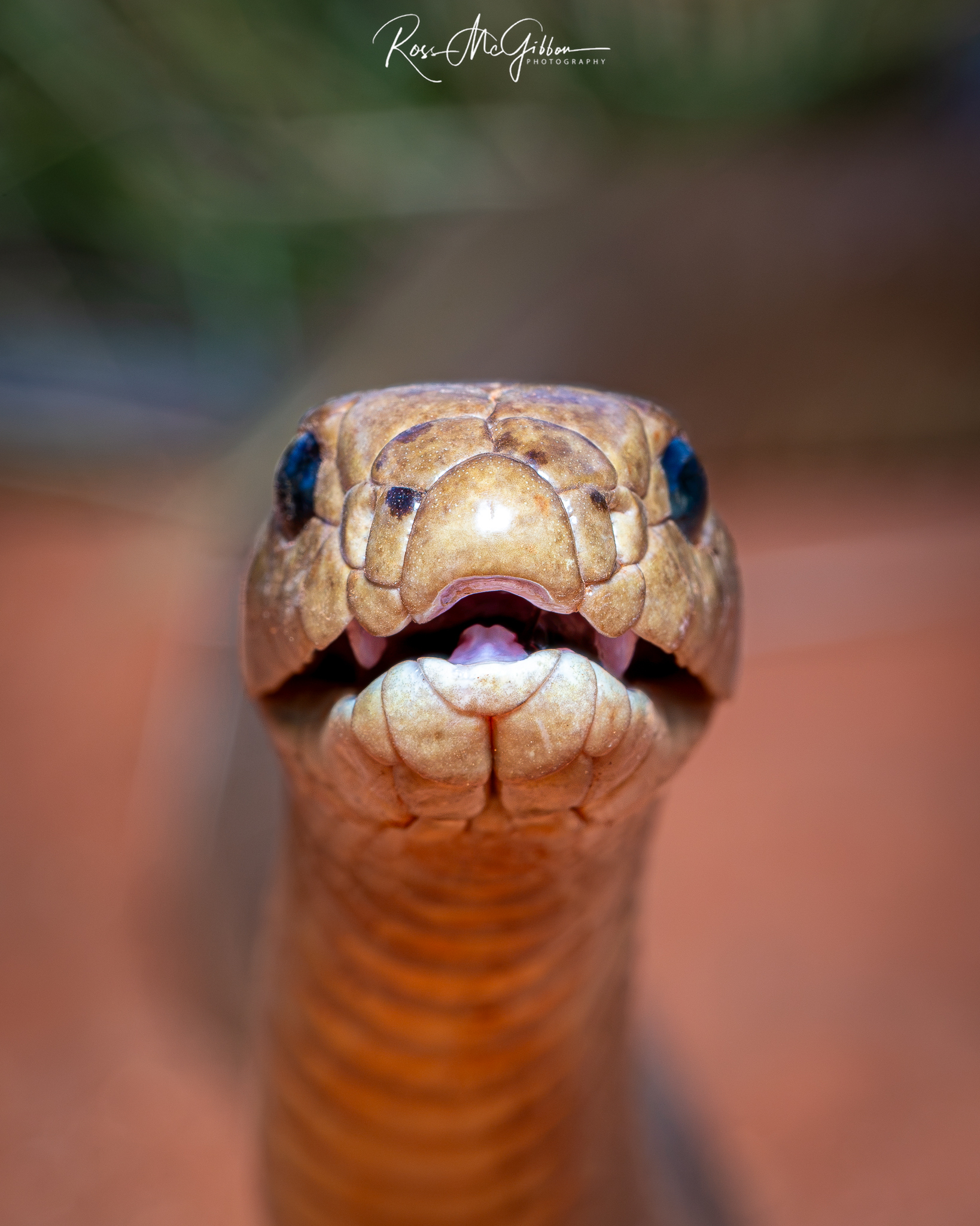 Close-up of a Western Desert Taipan (Oxyuranus temporalis) raising its head and opening its mouth slightly to expose its fangs.