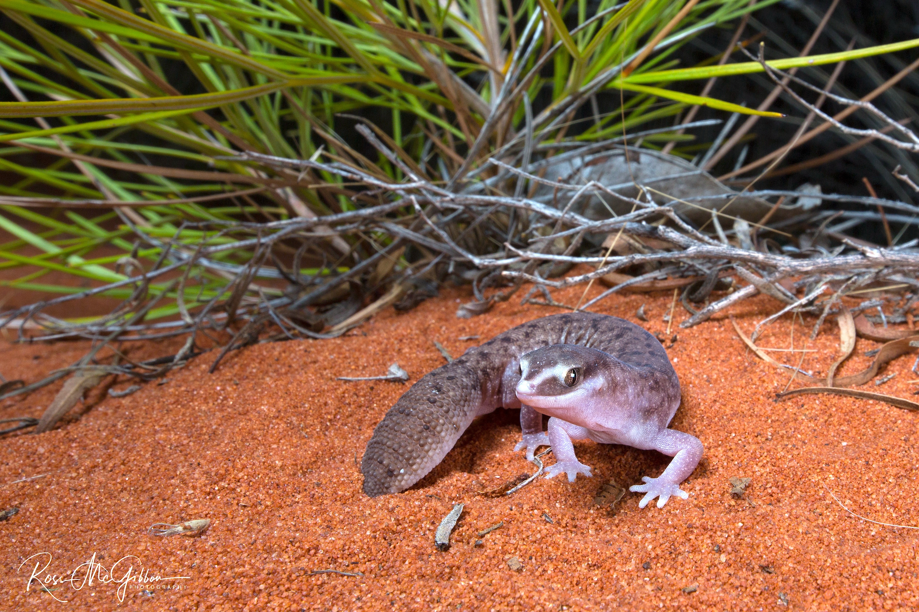 Desert Fat-tailed Gecko (Diplodactylus laevis) on red sand in the Great Victoria Desert, Western Australia.
