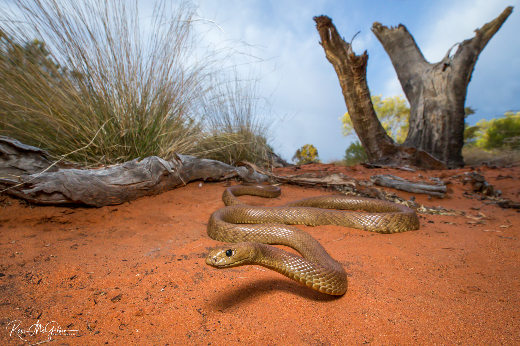 Western Desert Taipan (Oxyuranus temporalis) moving across red sand beneath a dead tree in the Great Victoria Desert.