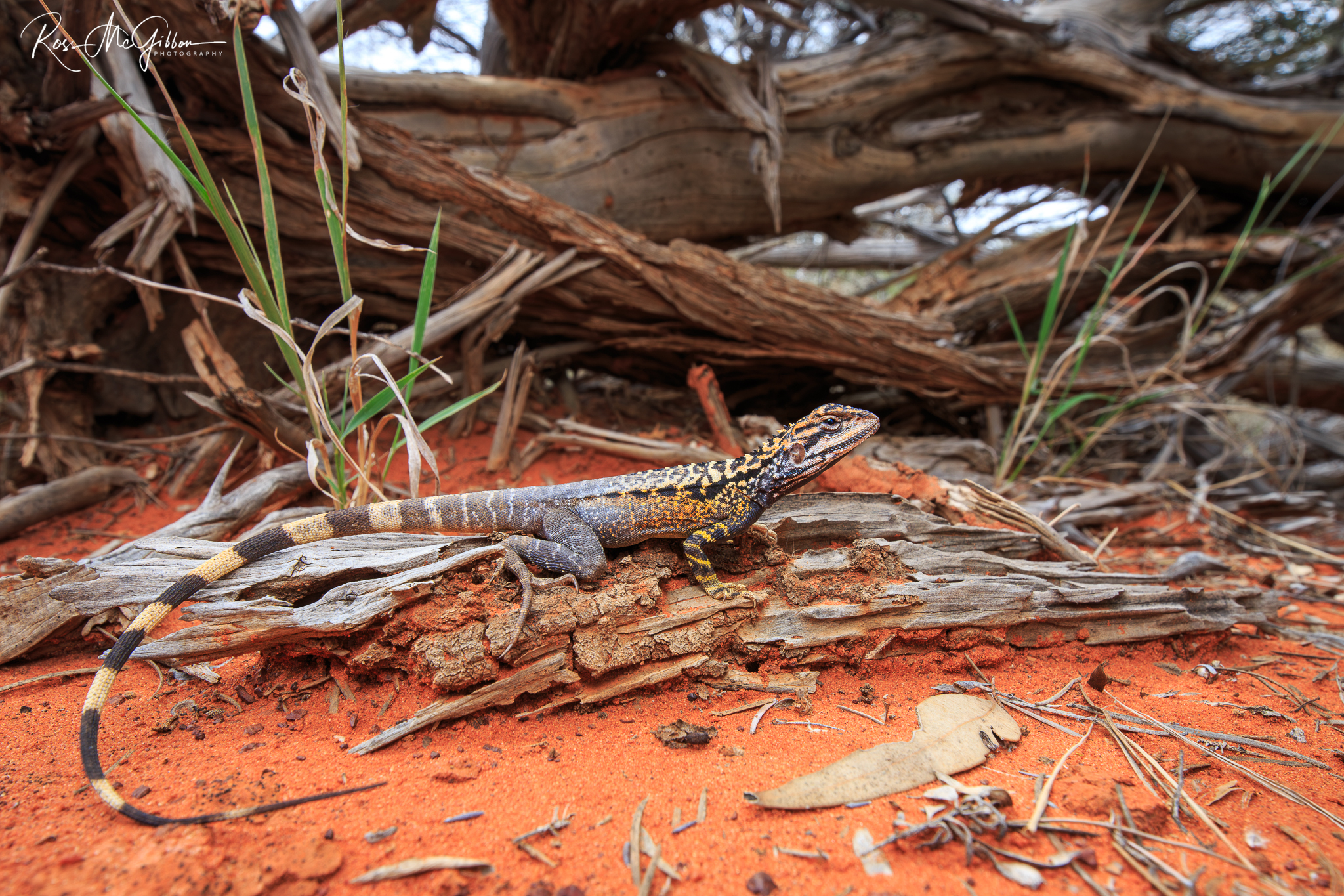 Male Crested Dragon (Ctenophorus cristatus) displaying its breeding colours on weathered timber in the Great Victoria Desert.
