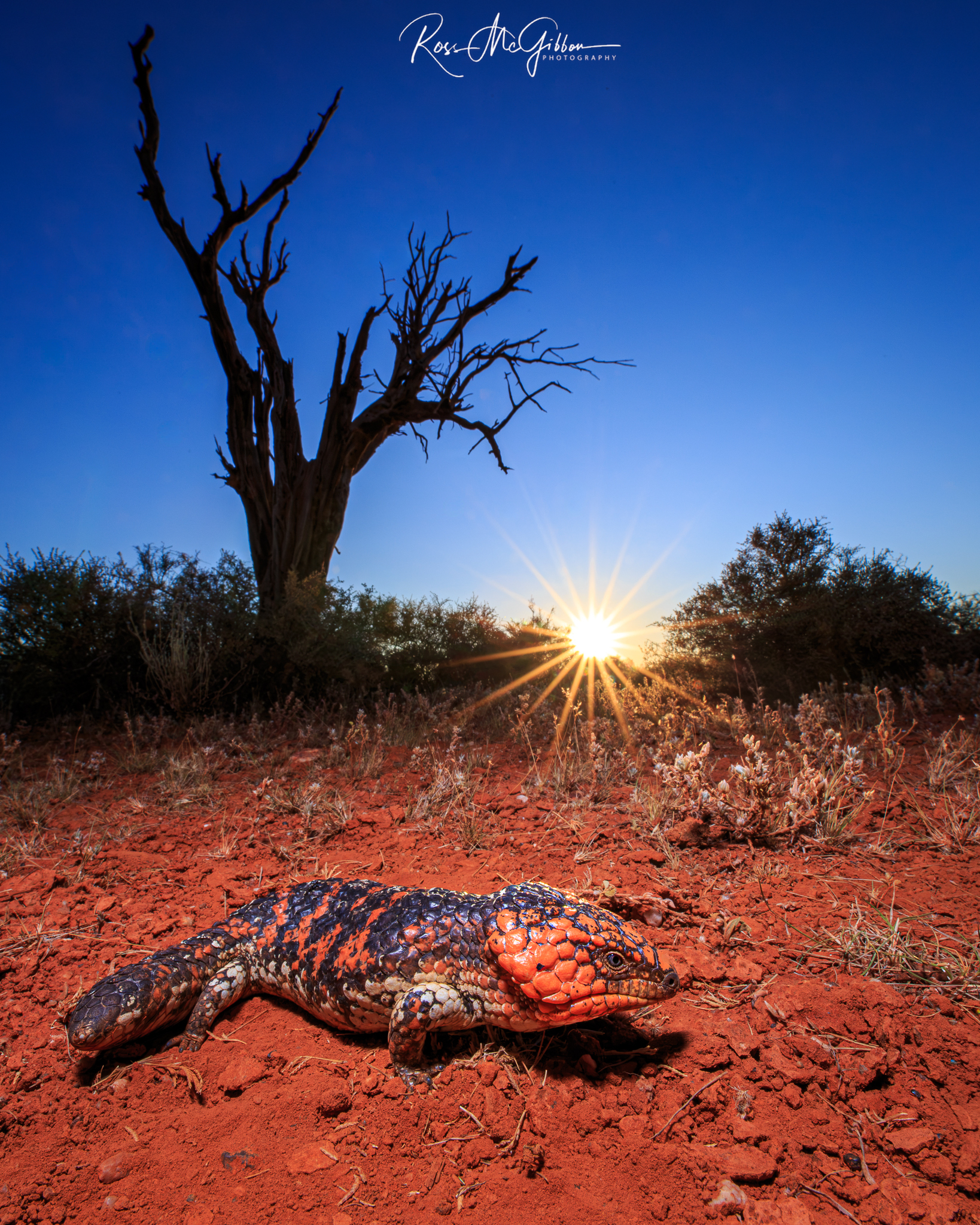 Goldfields Shingleback (Tiliqua rugosa) displaying black and orange scales against the red soils of Western Australia's Goldfields.