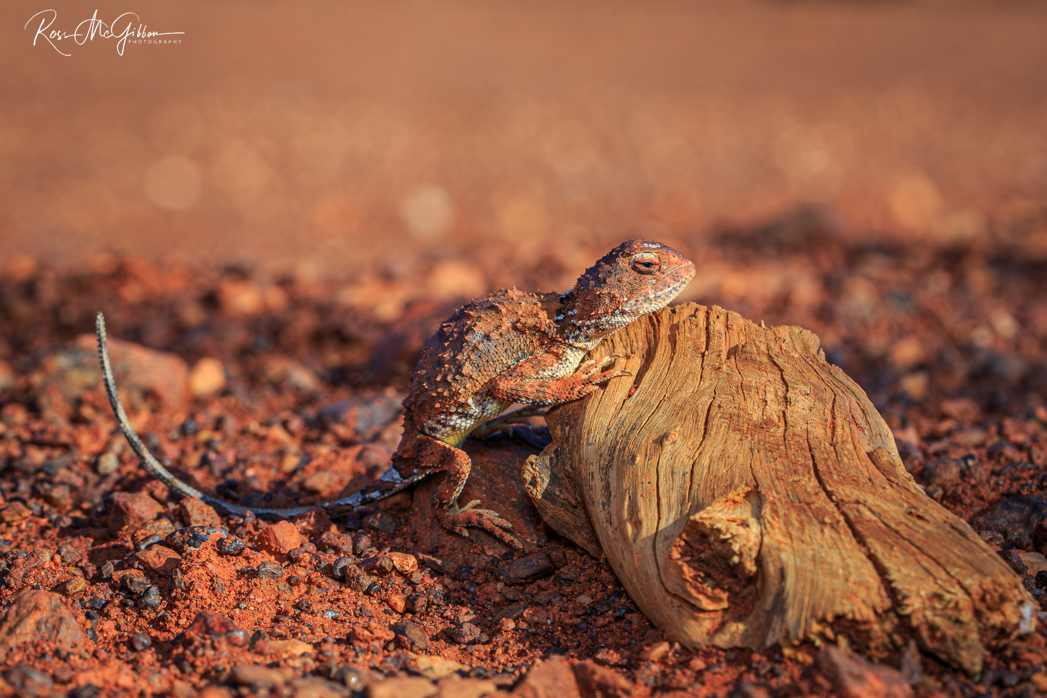 Goldfields Pebble-mimic Dragon (Tympanocryptis pseudopsephos) blending into the red earth and rocky habitat of Western Australia's Goldfields.