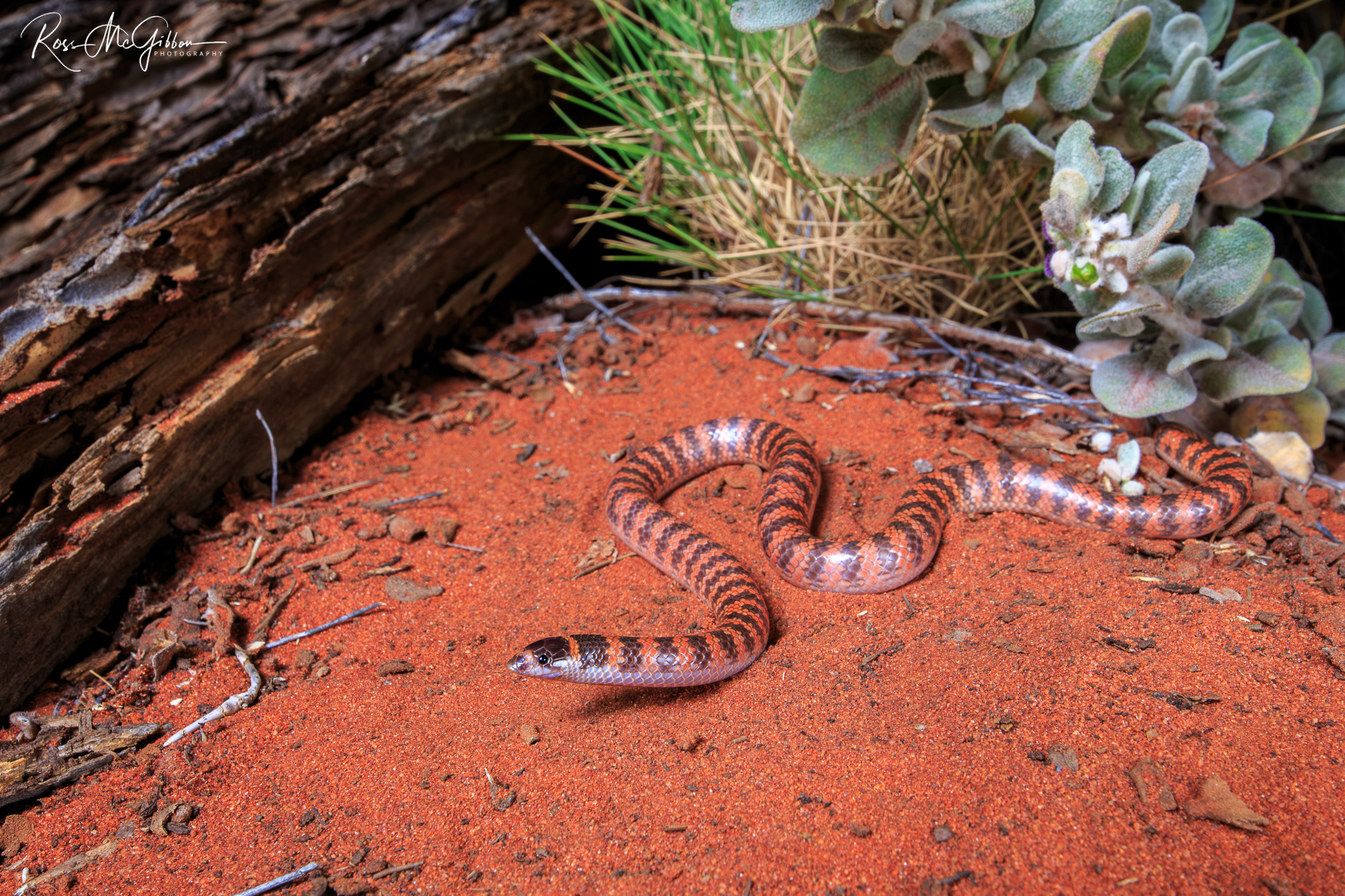 Southern Shovel-nosed Snake (Brachyurophis semifasciatus), a small banded burrowing snake on red sand near Laverton, Western Australia.