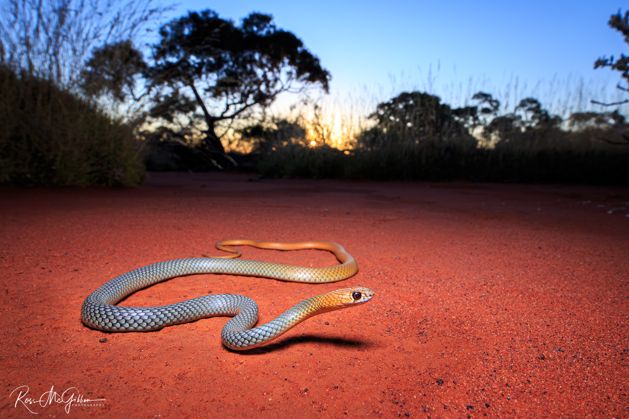 Desert Whip Snake (Demansia cyanochasma) displaying blue-grey and copper colouring on red sand near Laverton, Western Australia.