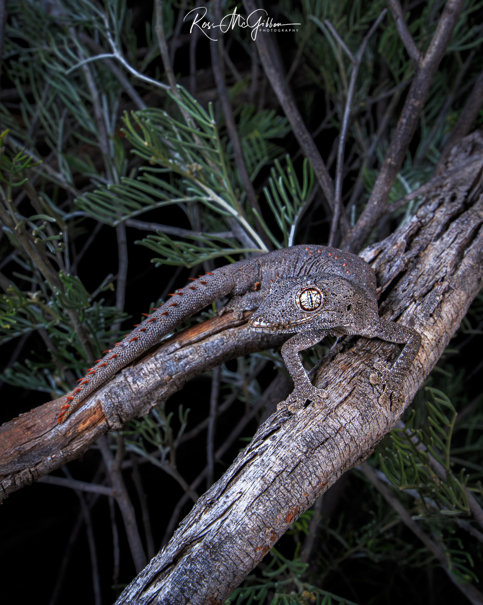 Western Shield Spiny-tailed Gecko (Strophurus wellingtonae) perched on weathered branches in the arid country near Laverton, Western Australia.