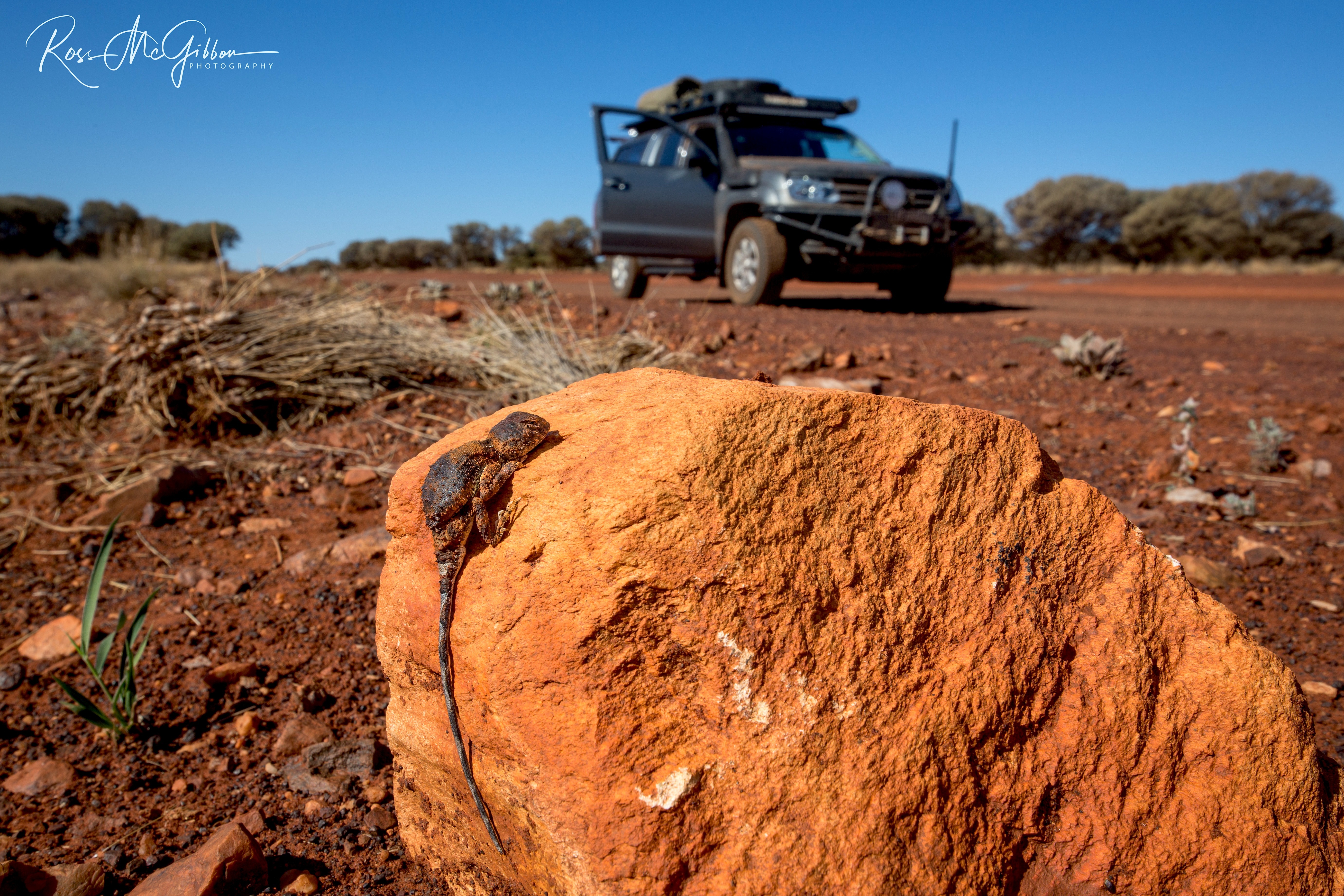 Goldfields Pebble-mimic Dragon (Tympanocryptis pseudopsephos) resting on a red rock beside the expedition vehicle near Laverton.