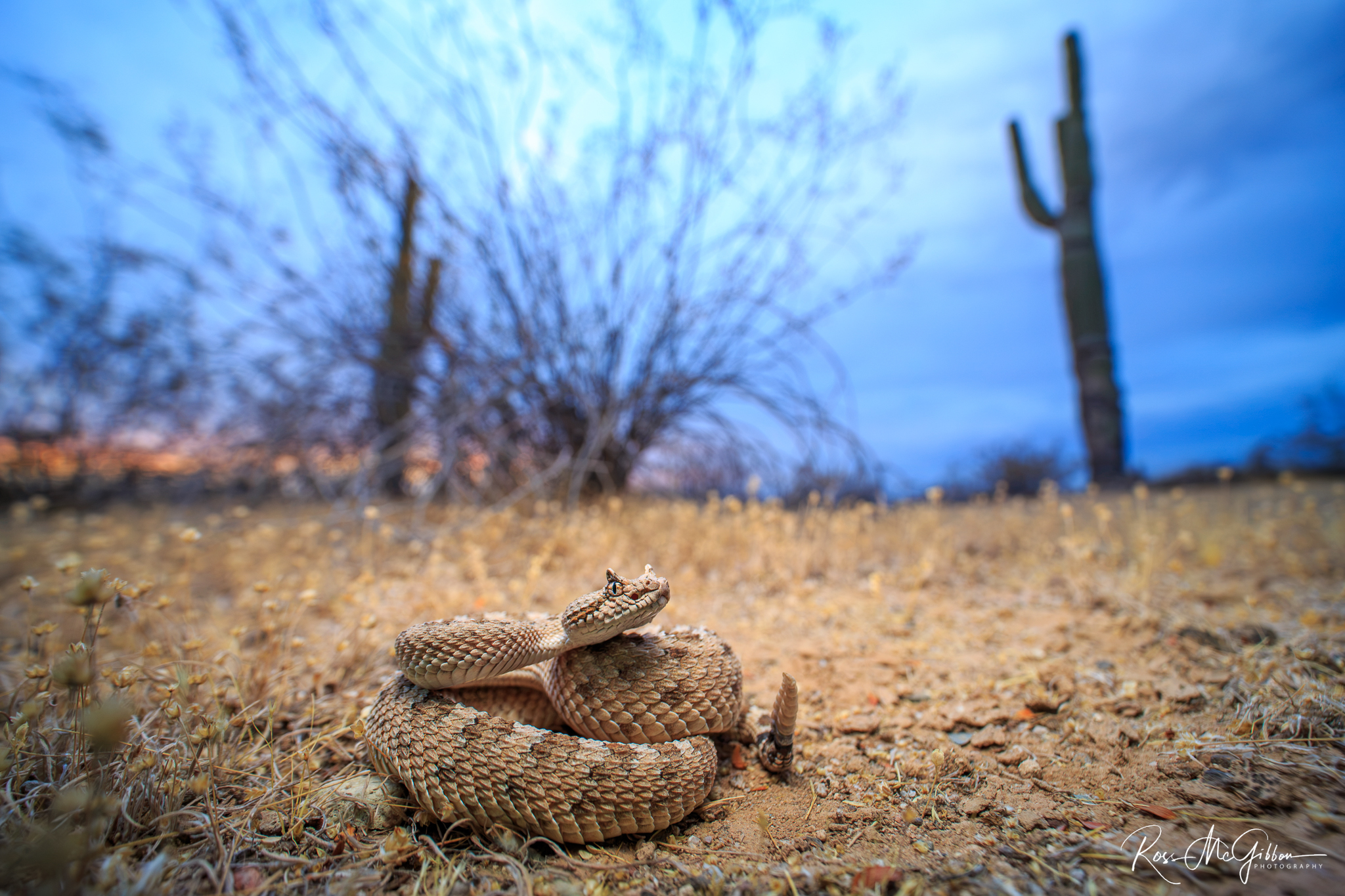 Sonoran Sidewinder (Crotalus cerastes cercobombus) coiled on desert sand among cacti in Arizona beneath an overcast sky.