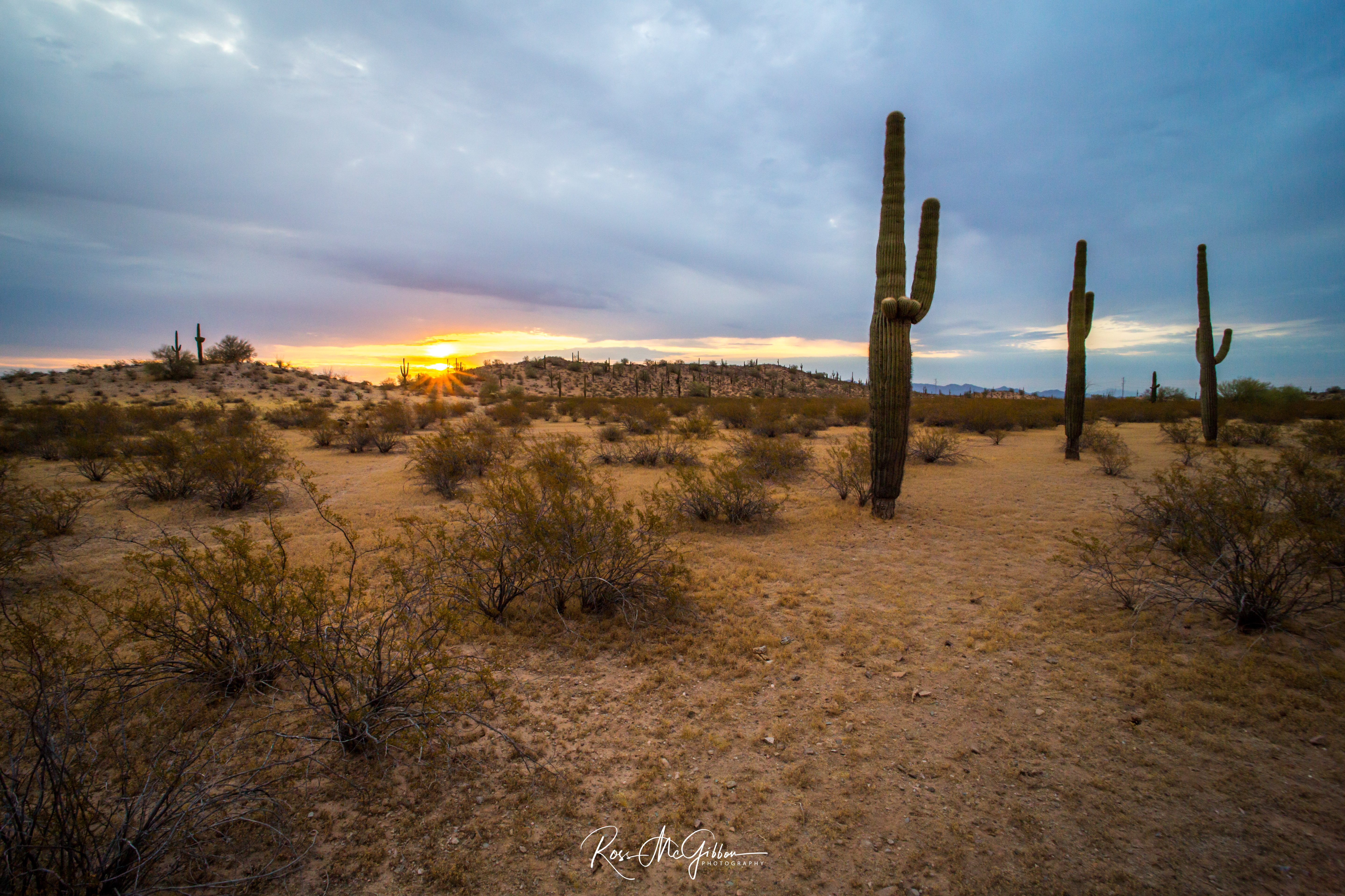 Sunrise over the Arizona desert, with towering saguaro cacti silhouetted against the morning sky.