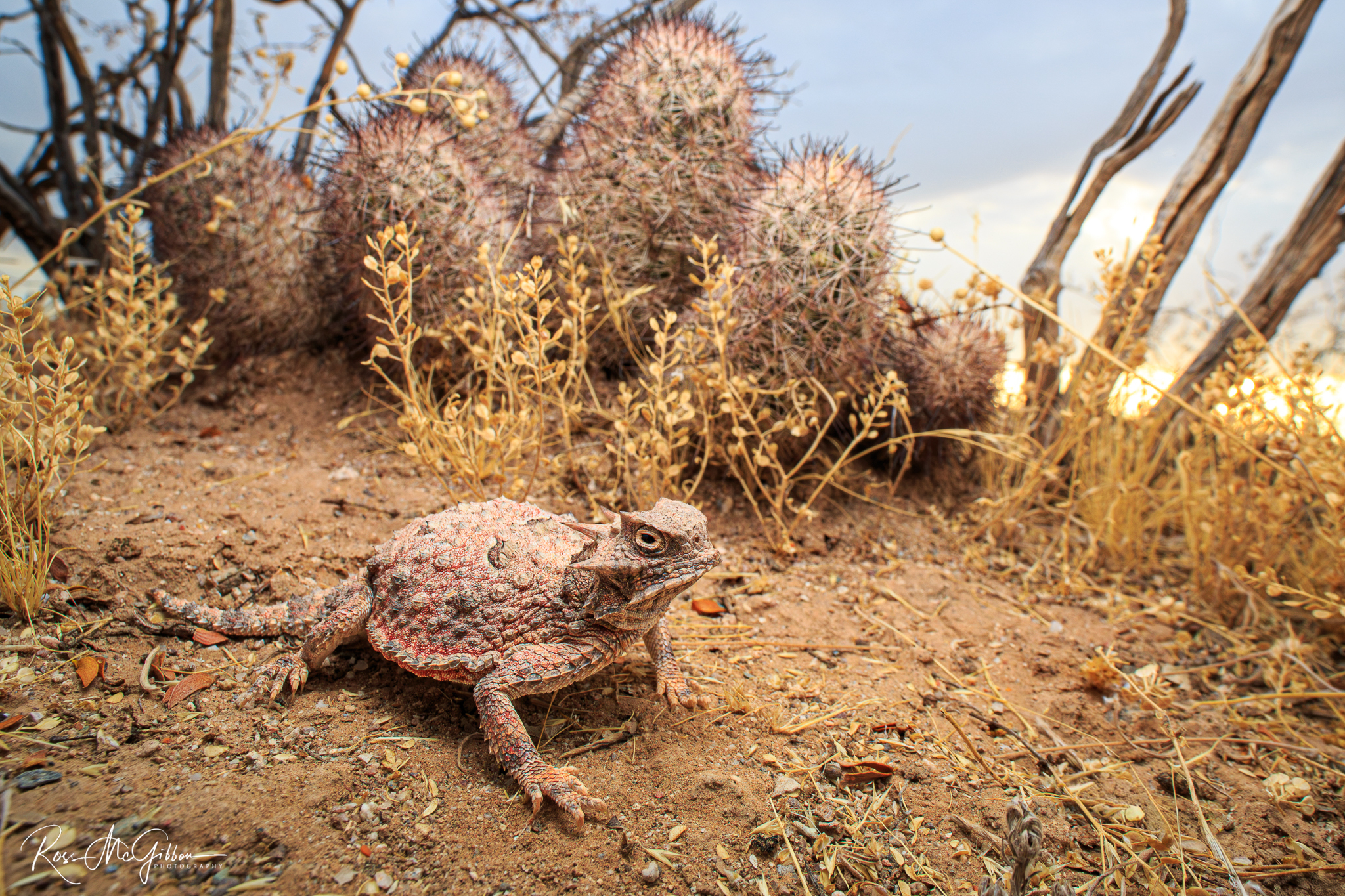 Desert Horned Lizard (Phrynosoma platyrhinos) displaying pink and purple tones that blend with the surrounding desert vegetation in Arizona.