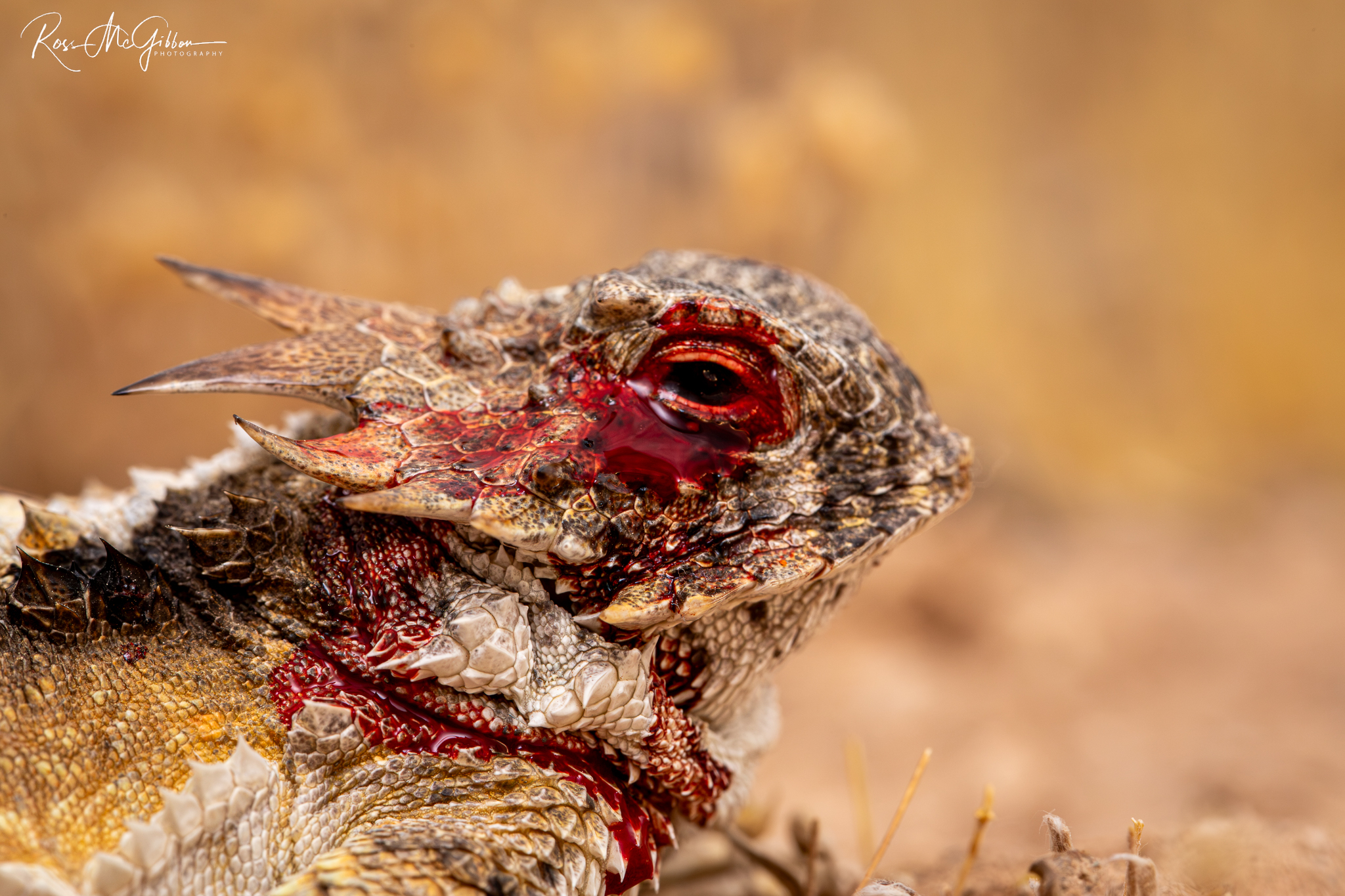 Regal Horned Lizard (Phrynosoma solare) squirting blood from the corners of its eyes as a defensive response in Arizona.
