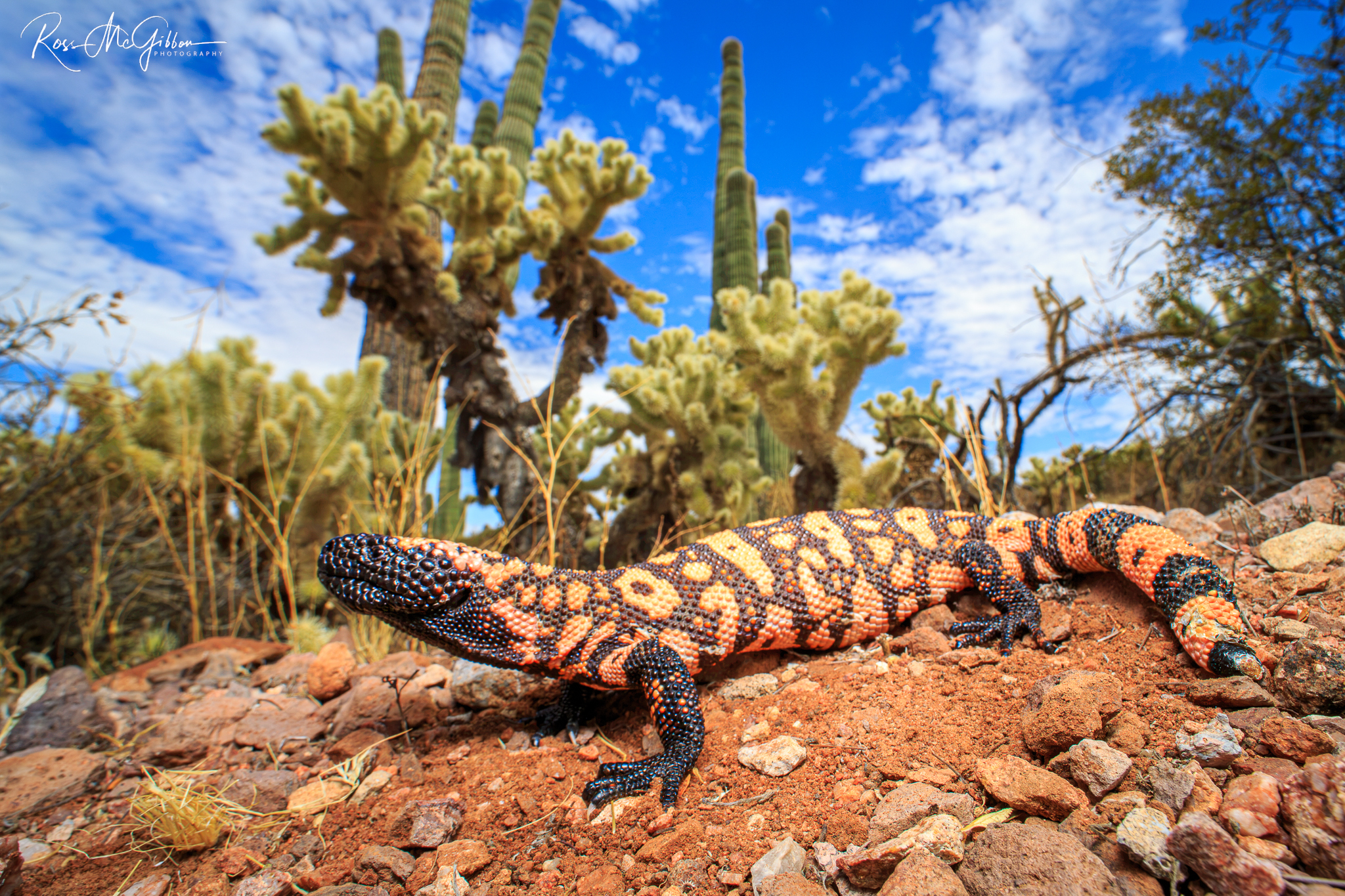 Gila Monster (Heloderma suspectum) showing its distinctive black and orange patterned body on the rocky ground of the Arizona desert.
