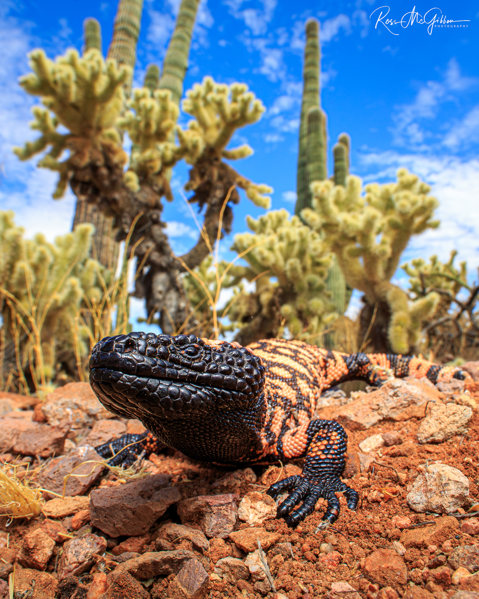 Gila Monster (Heloderma suspectum) moving across rocky desert ground beneath saguaro cacti in Arizona.