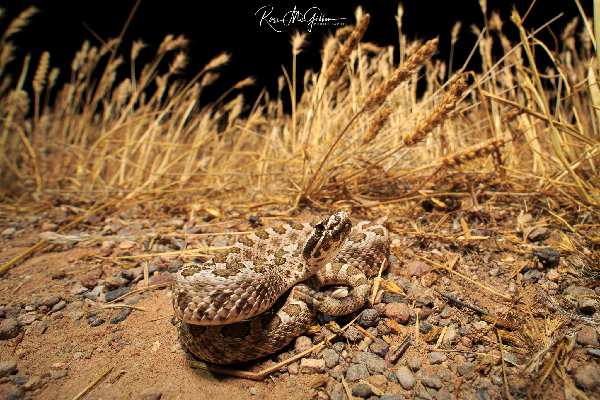 Desert Massasauga (Sistrurus tergeminus edwardsii) coiled on gravel in Arizona, one of the target rattlesnakes of the expedition.