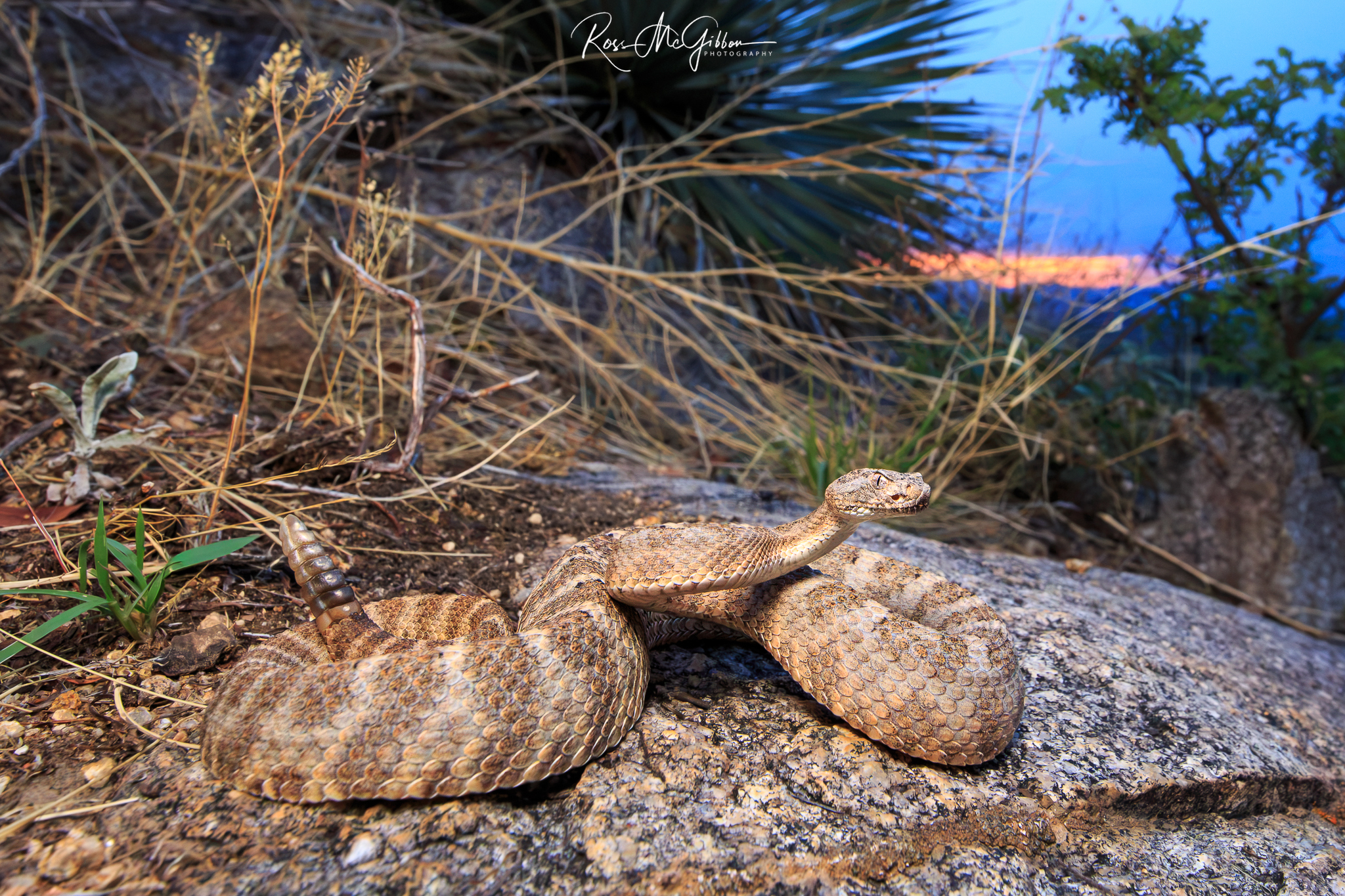 Tiger Rattlesnake (Crotalus tigris) coiled on rocky desert ground among dry grasses as evening falls in Arizona.