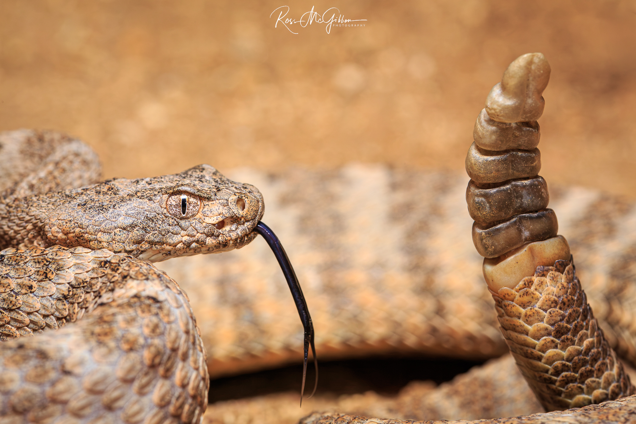 Close-up of a Tiger Rattlesnake (Crotalus tigris) showing its distinctive banded pattern and textured scales in Arizona.