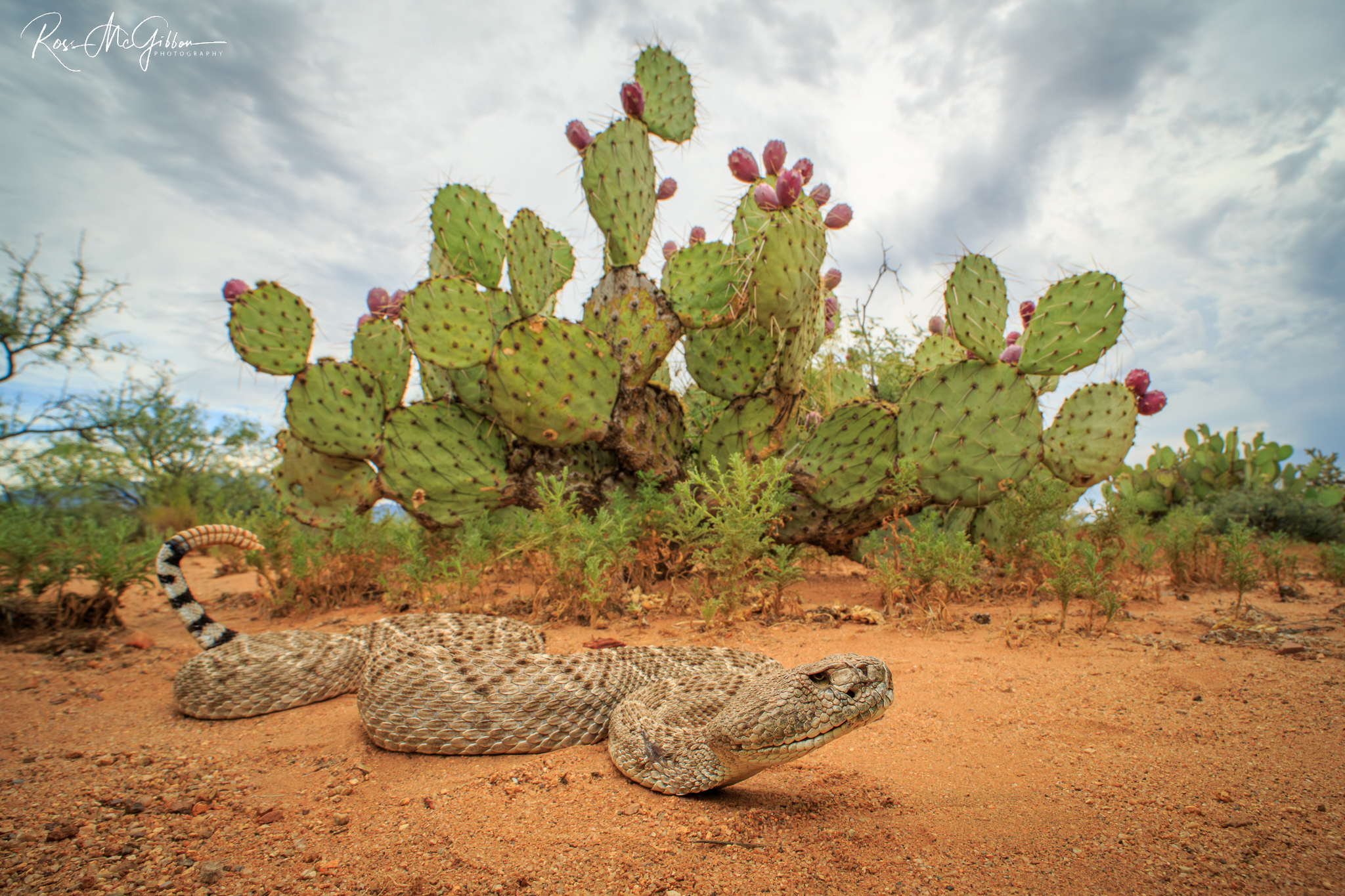 Western Diamond-backed Rattlesnake (Crotalus atrox) resting on red desert soil beneath a prickly pear cactus in Arizona.