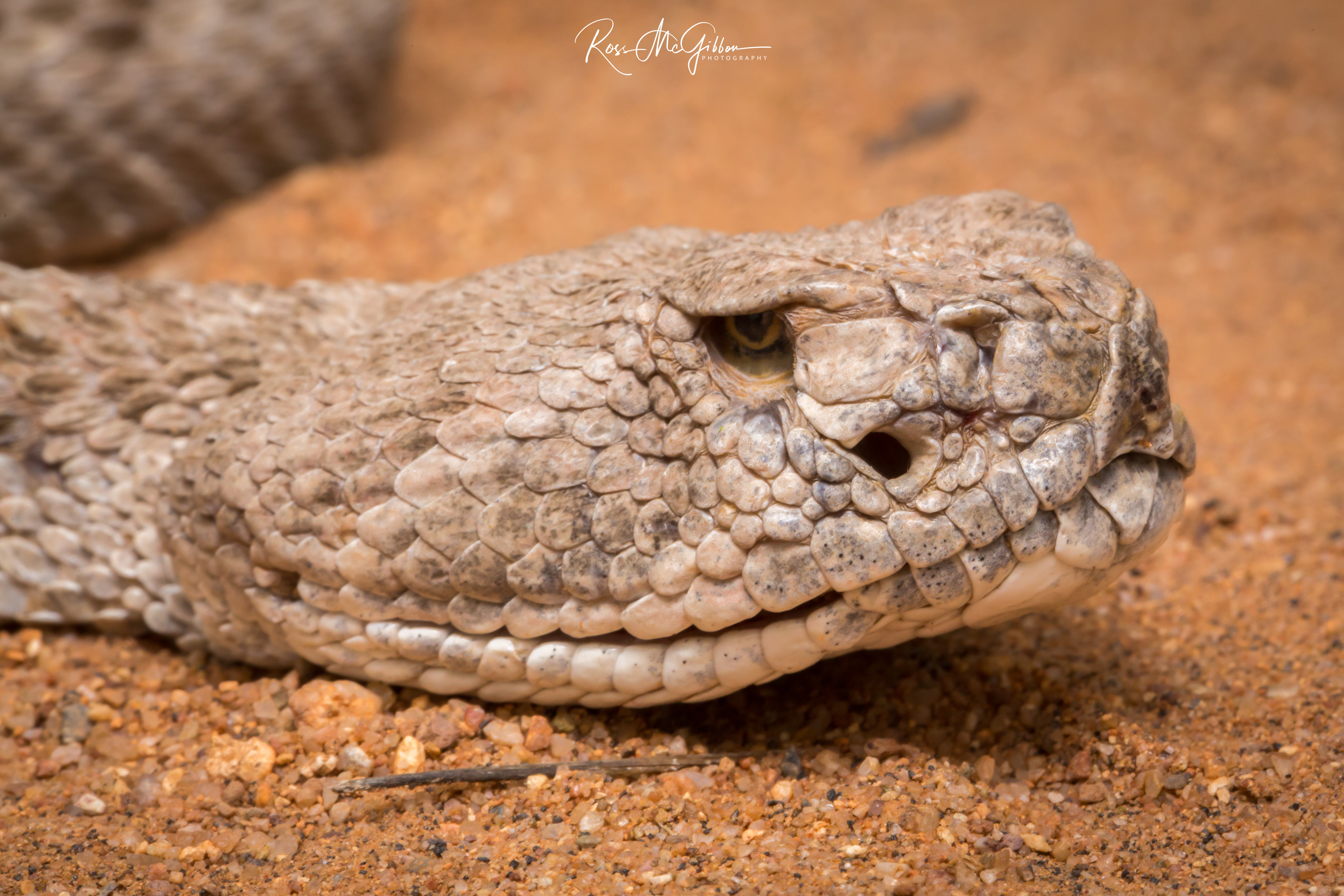 Head portrait of a Western Diamond-backed Rattlesnake (Crotalus atrox) showing its patterned scales and one missing eye in the Arizona desert.