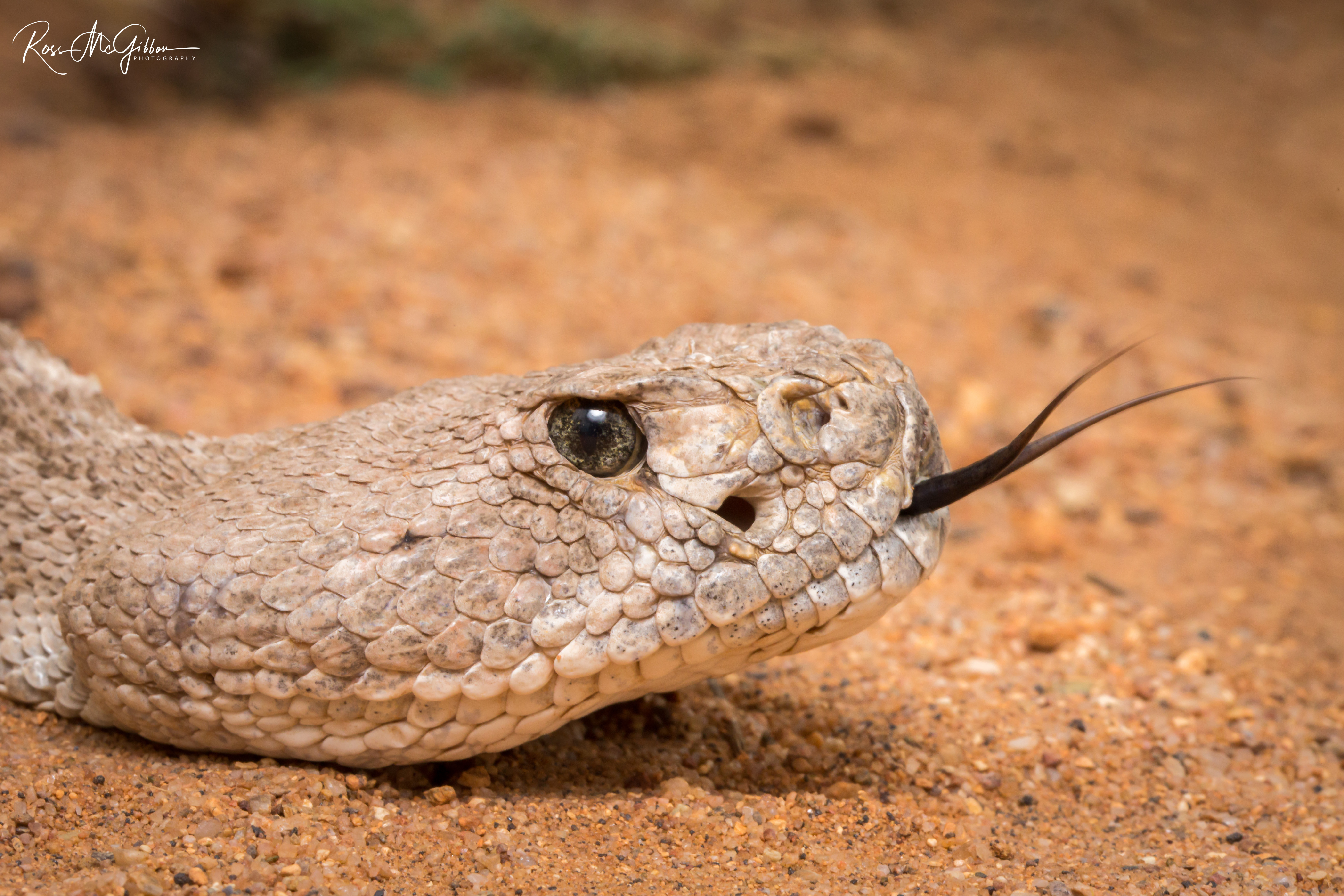 Close-up of an older Western Diamond-backed Rattlesnake (Crotalus atrox) with its forked tongue extended, showing the detailed scales around its head.