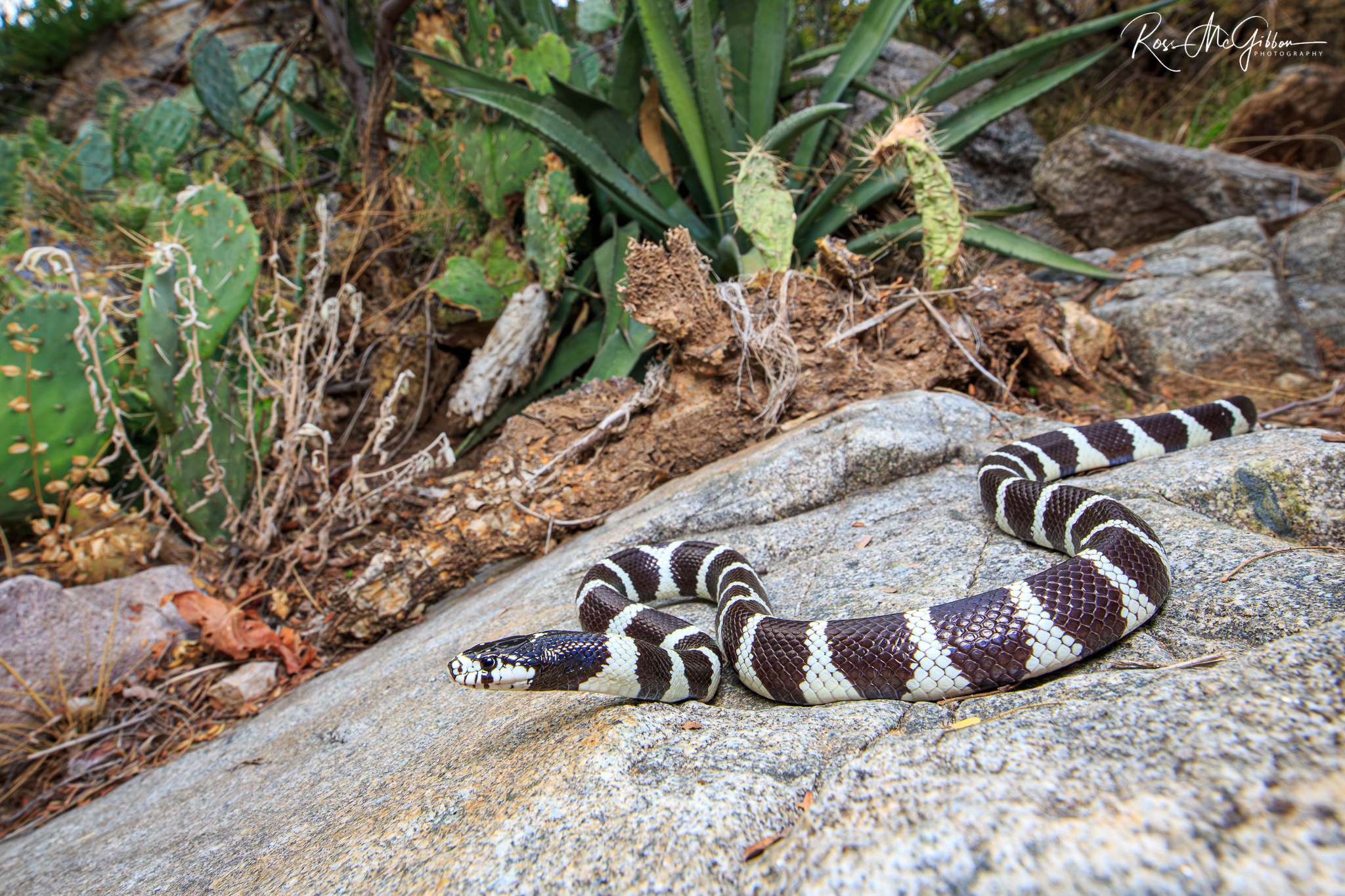 California Kingsnake (Lampropeltis californiae) with black and white crossbands moving over rocks among desert cacti in Arizona.