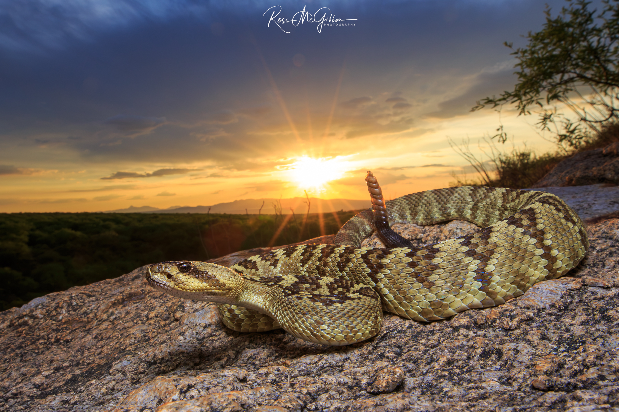 Black-tailed Rattlesnake (Crotalus molossus) resting on rocky ground with the setting sun behind it in Arizona.