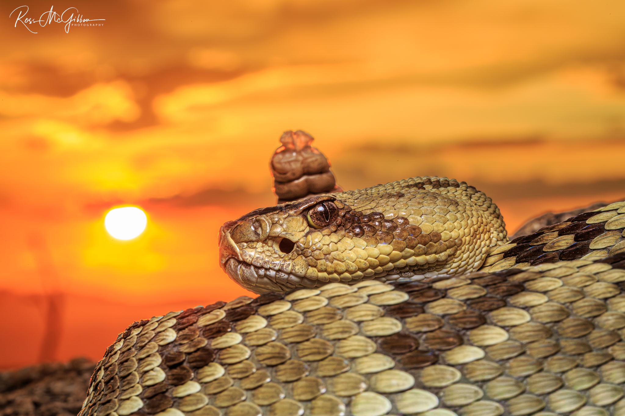 Close-up of a Black-tailed Rattlesnake (Crotalus molossus) against a vivid orange sunset in the Arizona desert.