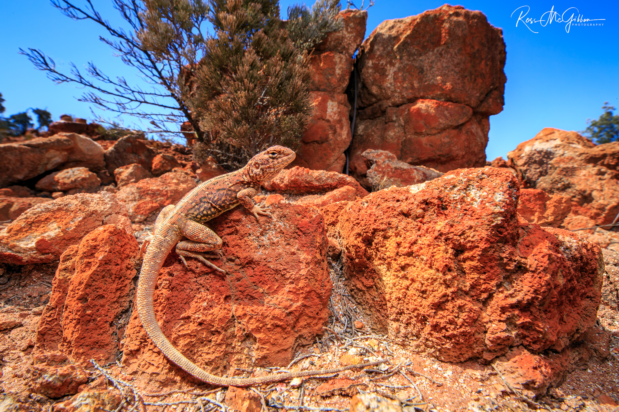 Laverton Ring-tailed Dragon (Ctenophorus infans) resting among red rocks in its restricted range near Laverton, Western Australia.
