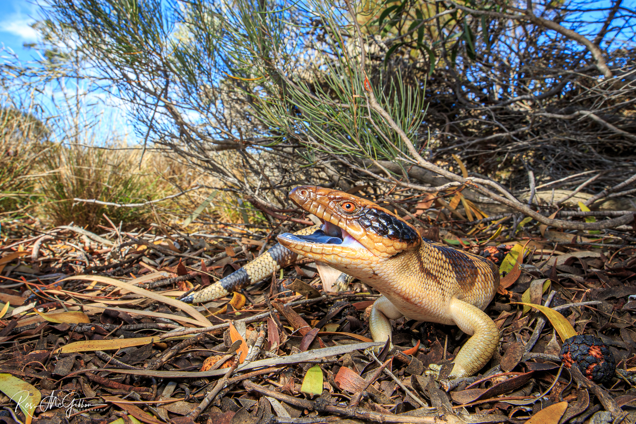 Western Blue-tongued Skink (Tiliqua occipitalis) near Moorine Rock, Western Australia, the first live reptile encountered on the expedition.