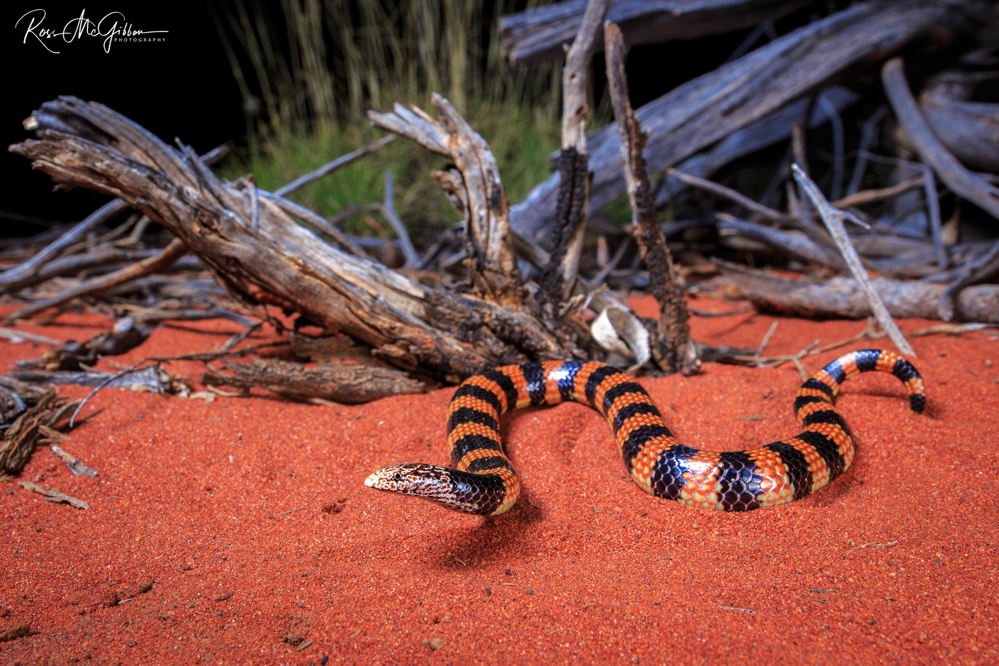 Jan's Banded Snake (Simoselaps bertholdi), a small black and orange banded elapid on red sand in the Laverton region.