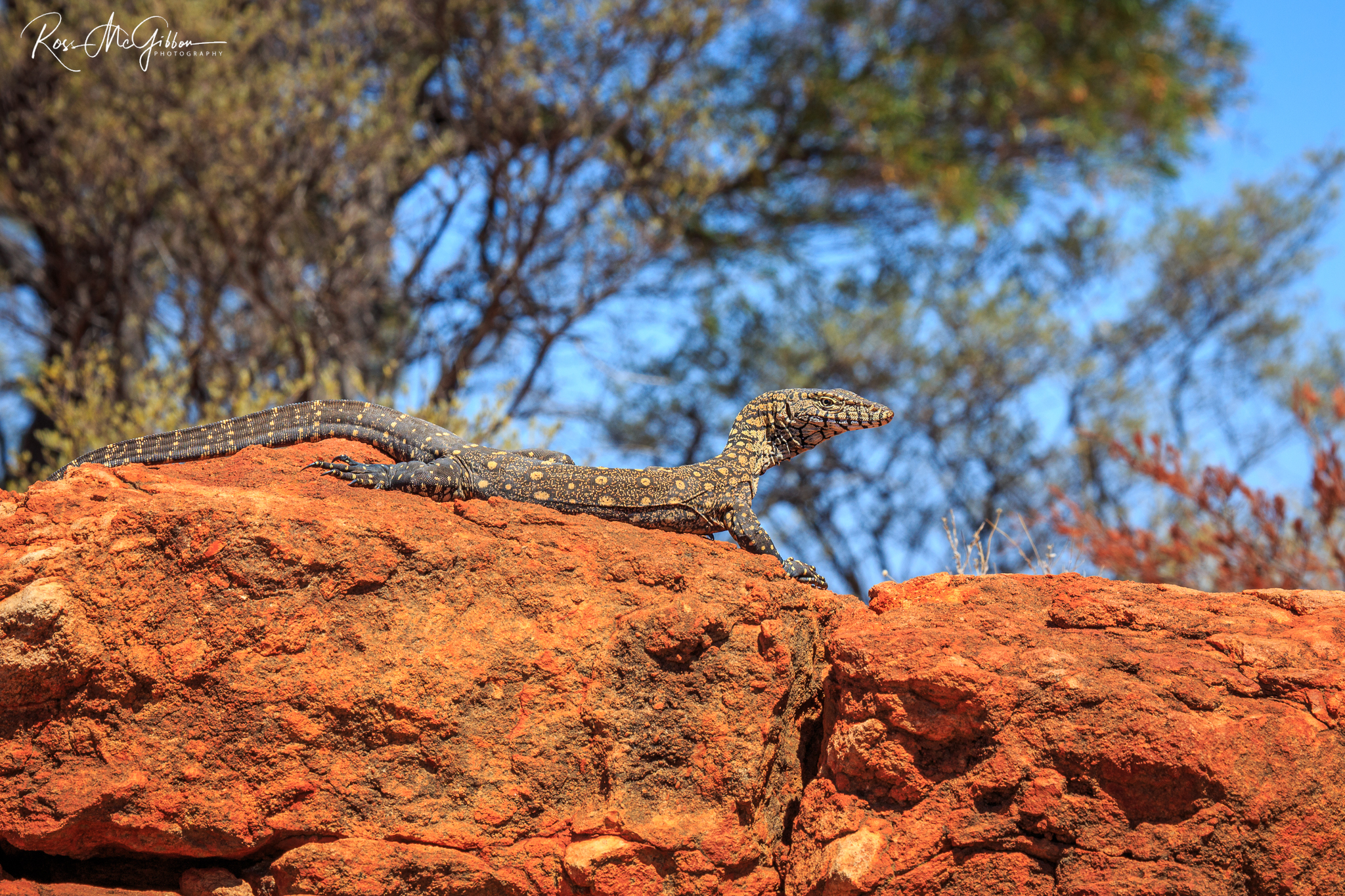 Young Perentie (Varanus giganteus) basking on a rocky escarpment near Laverton, Western Australia.