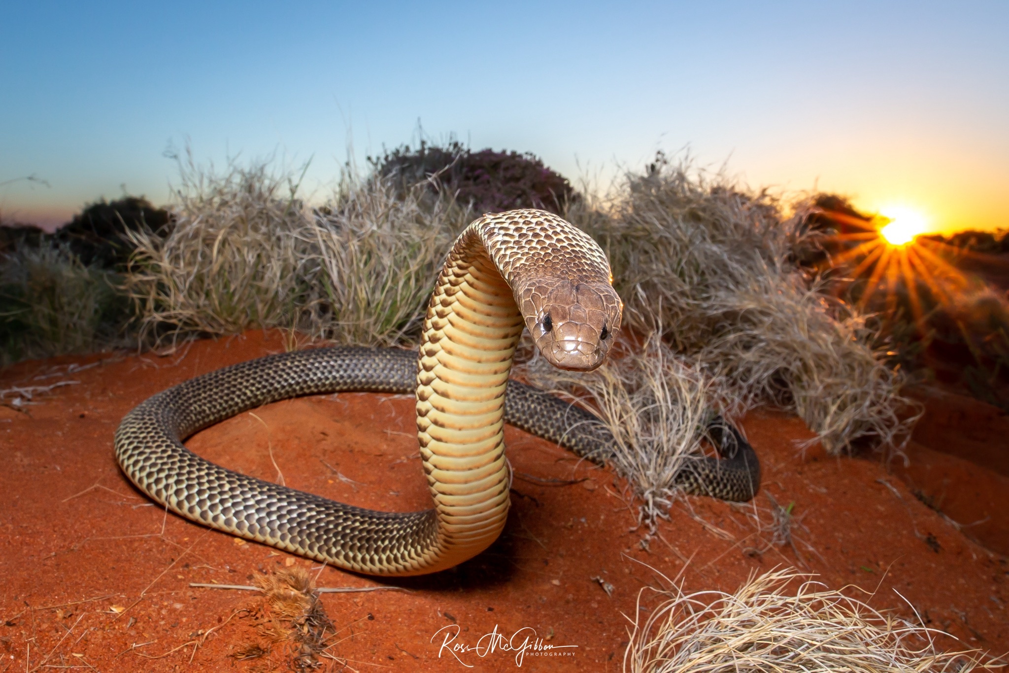 Mulga Snake (Pseudechis australis) raising its forebody and flattening its neck in a defensive display in the Great Victoria Desert.