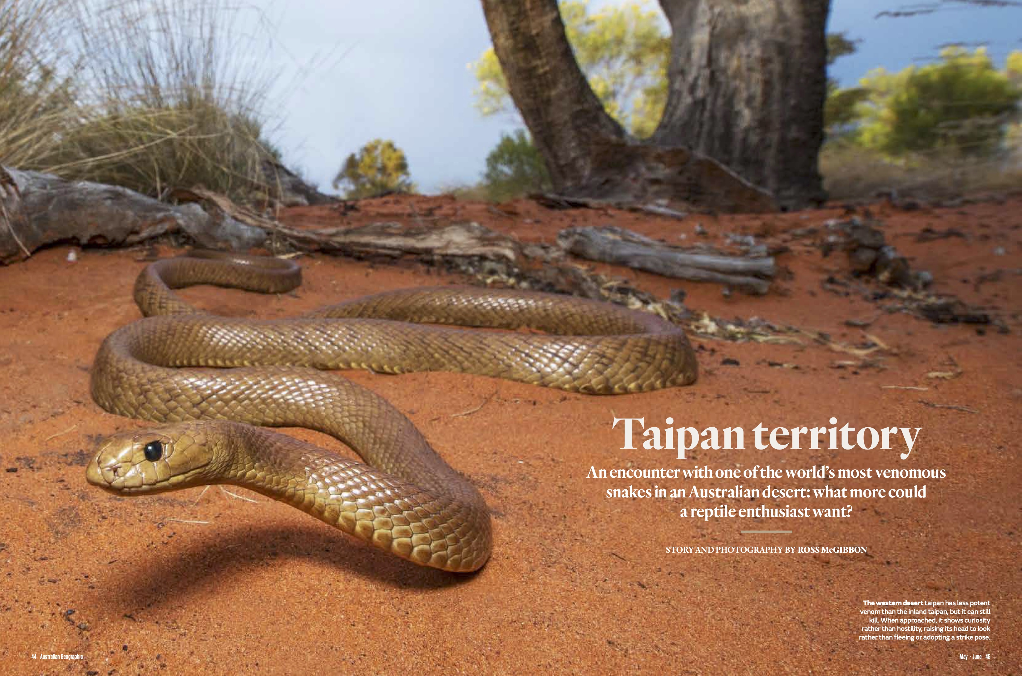 Opening spread of Taipan Territory, Ross McGibbon’s Western Desert Taipan story and photography in Australian Geographic, Issue 144.