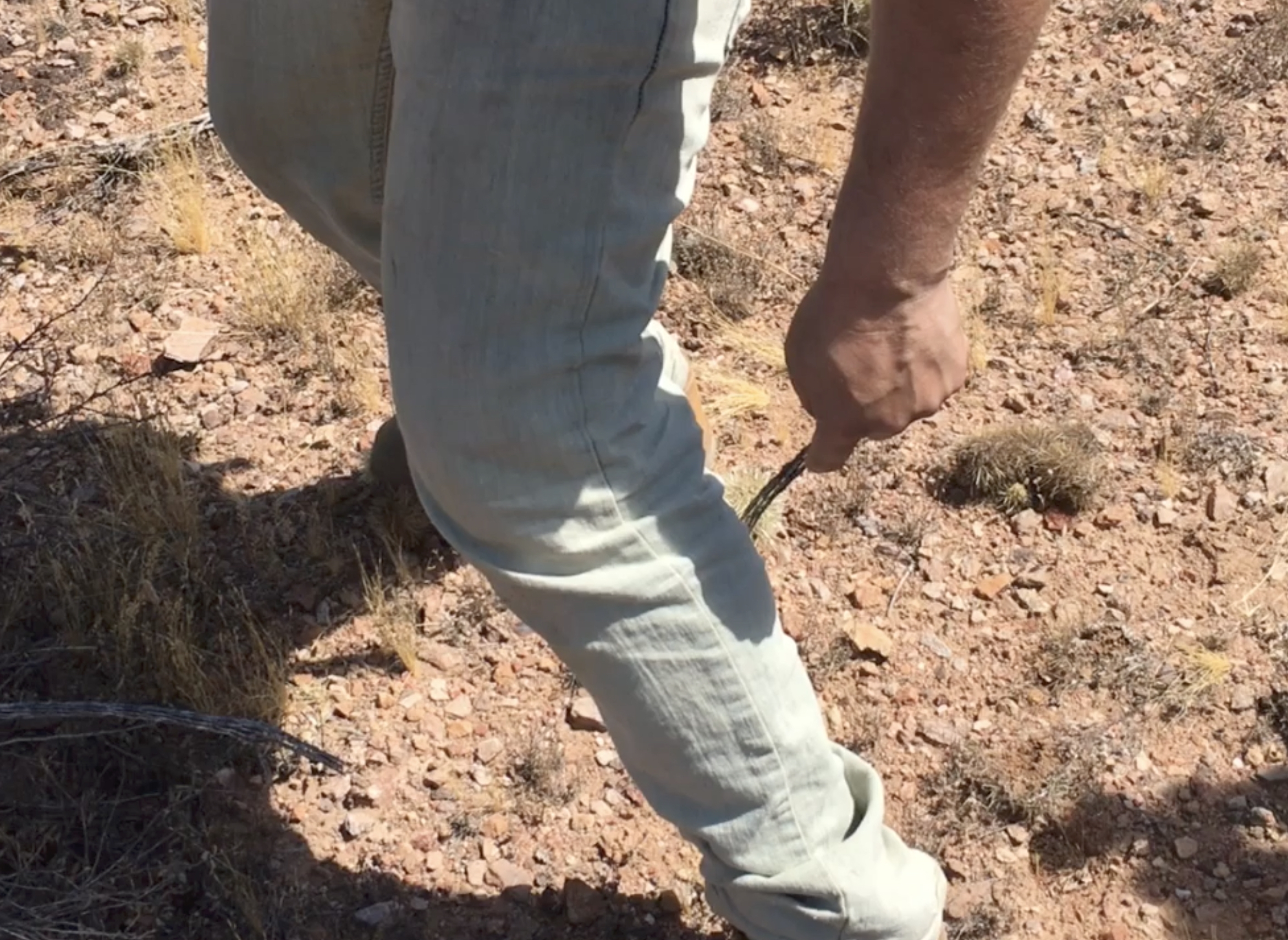Dan Bromley after an encounter with the sharp spines of a Cholla cactus during the Arizona reptile expedition.